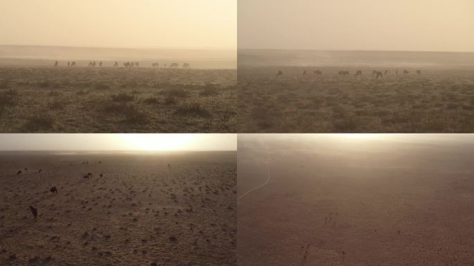 风沙骆驼生态环境季节气候生存环境