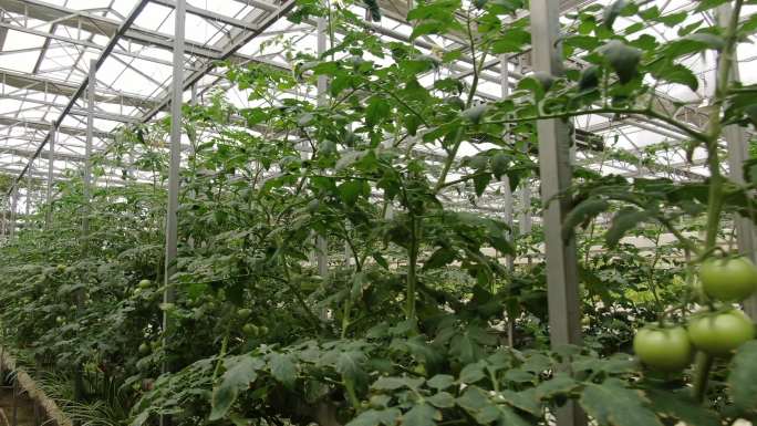 现代农业种植番茄蔬菜 (2)