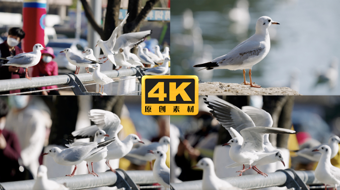 4K-近距离实拍海鸥驻足休憩画面