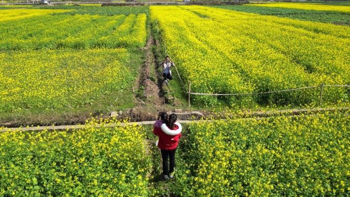 乡村 油菜花 花海 乡村游