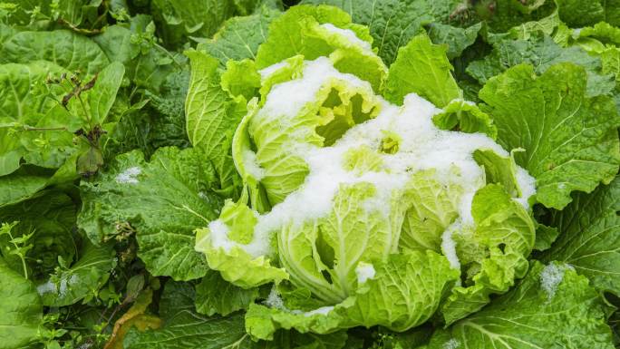 冬季下雪有机蔬菜气候变化雪融化延时4K