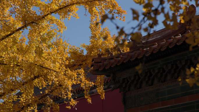 北京故宫古建筑和银杏秋季