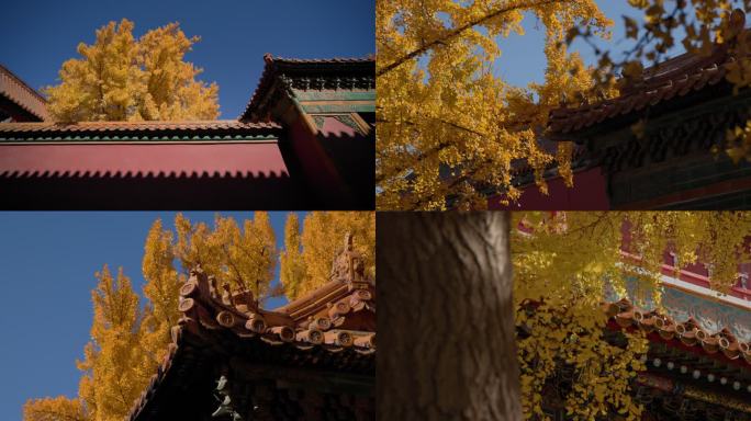北京故宫古建筑和银杏秋季