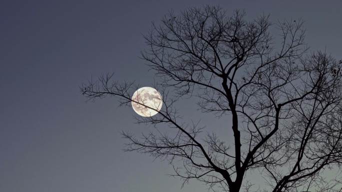 月亮树木剪影延时