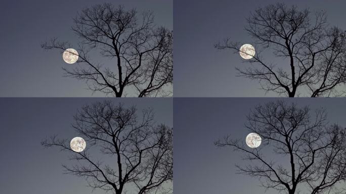 月亮树木剪影延时
