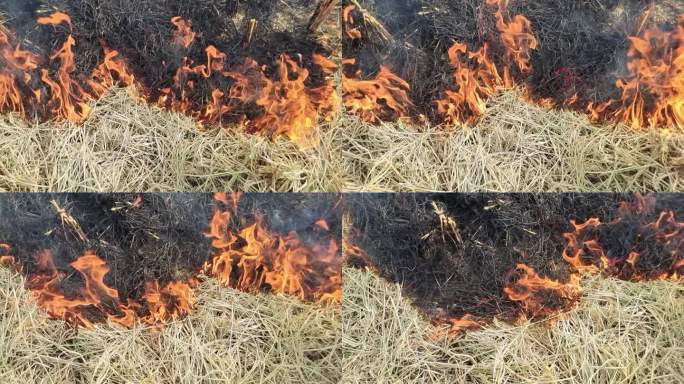 稻田升火水稻稻秆着火焰火烟火堆烟雾缭绕