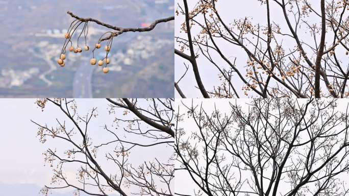 野生植物中药苦楝子川楝子金铃子楝实仁