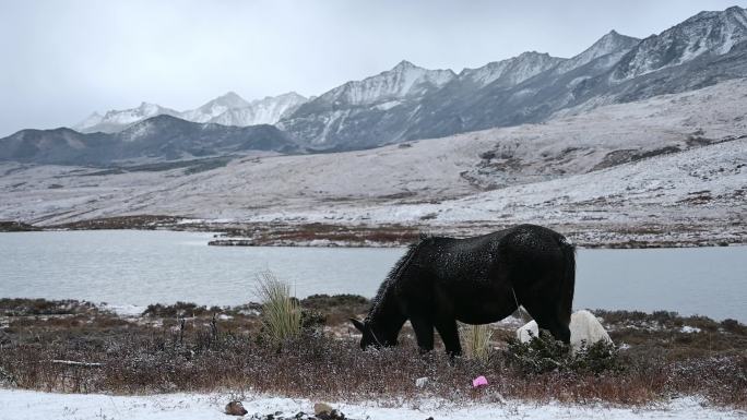 雪山下雪地里的马