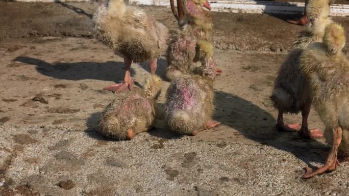 雏鹅 小鹅瘟 病鹅 死鹅 病状 神经症状