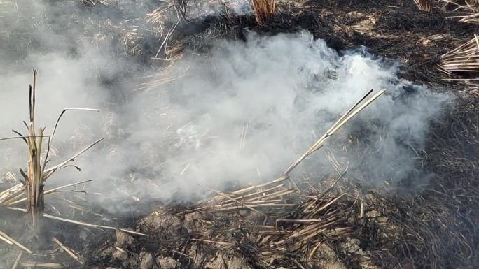 稻田升火水稻稻秆着火焰火烟火堆烟雾缭绕