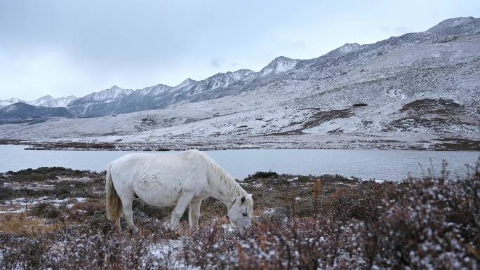 雪山下雪地里的白马