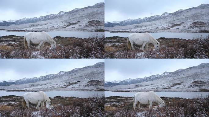 雪山下雪地里的白马