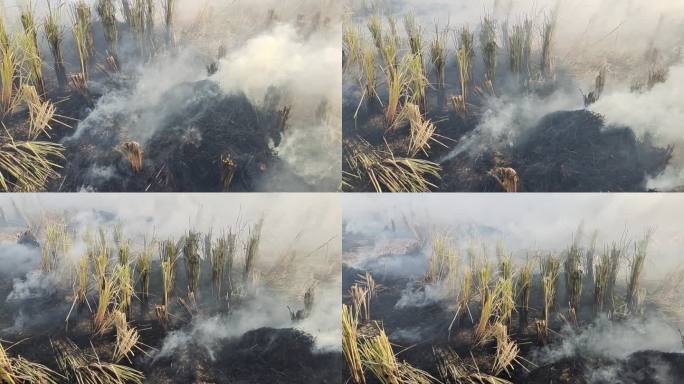稻田升火水稻稻秆着火焰火烟火堆烟雾缭绕