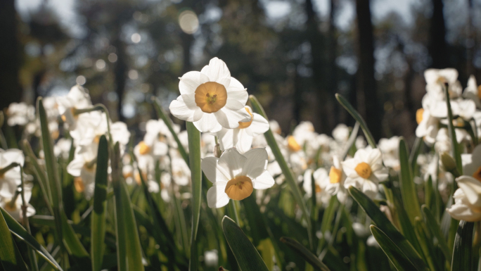 春天阳光下盛开的水仙花唯美空镜