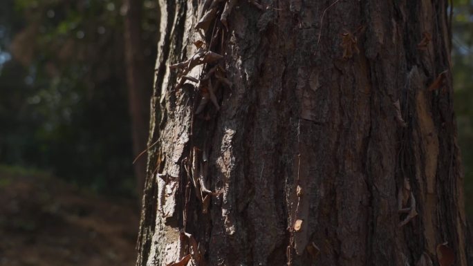 老树光影粗糙树皮保护森林自然资源森林养护