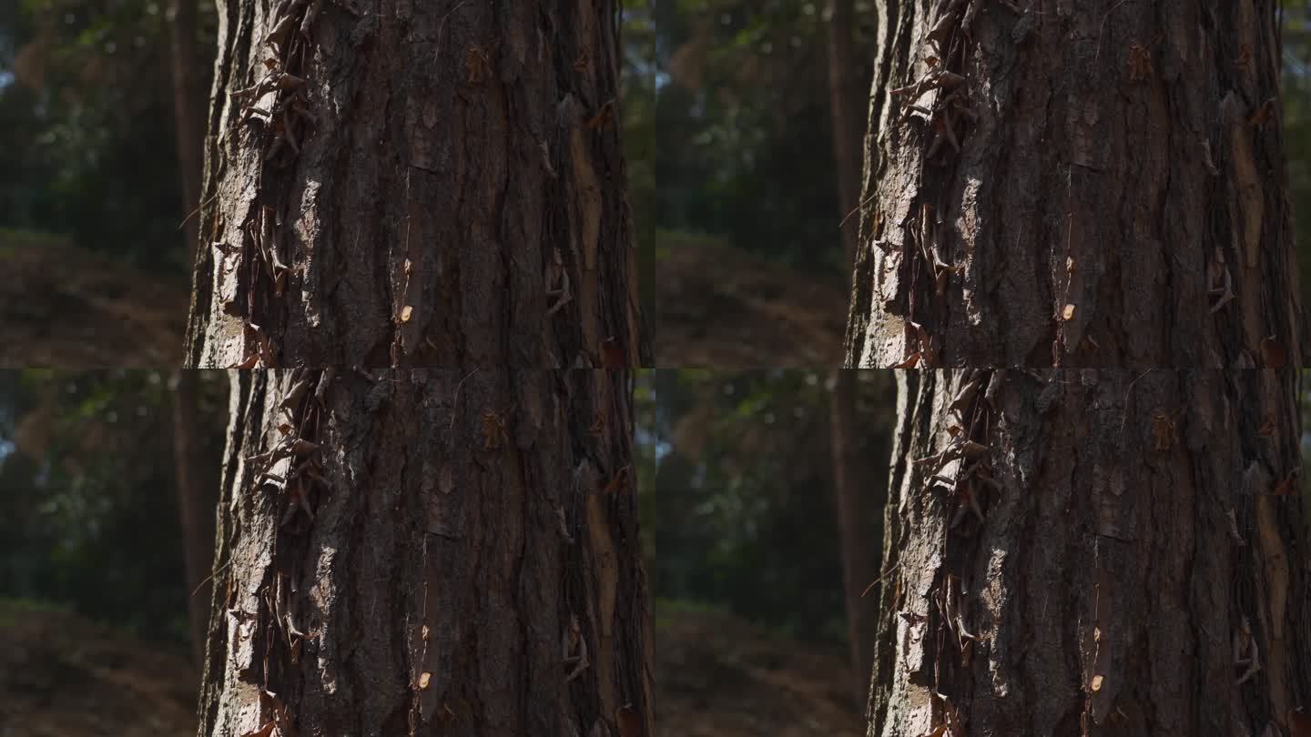 老树光影粗糙树皮保护森林自然资源森林养护
