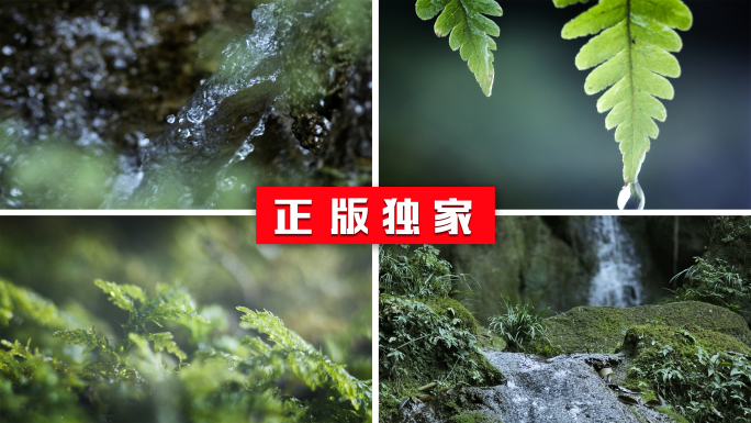 升格下雨苔藓水滴雨淋森林河流素材合集