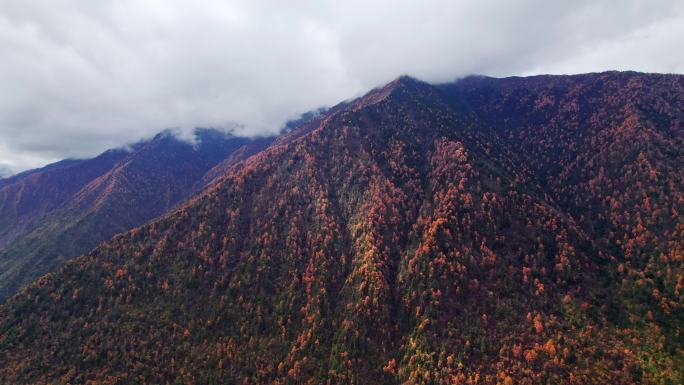 川西康定山川金黄色的秋天航拍