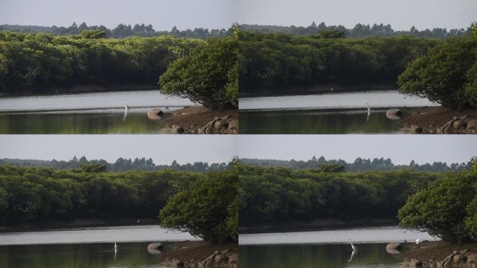 红树林苍鹭水中觅食