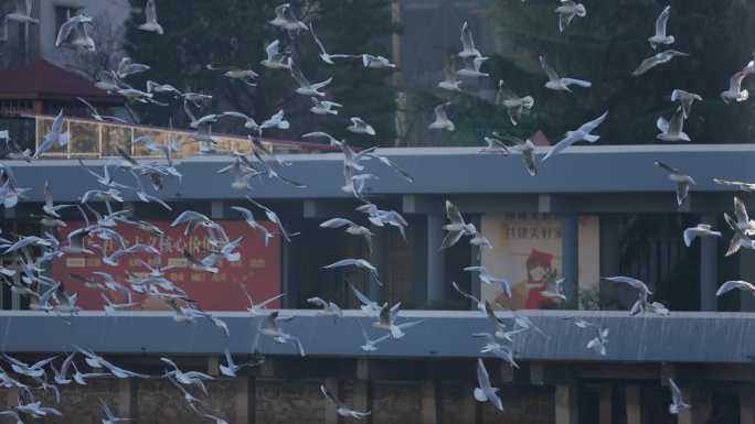 8K-成群飞翔的红嘴海鸥，昆明城市的海鸥