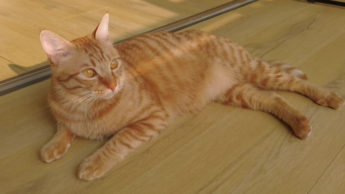 猫咪沐浴阳光 惬意 悠闲