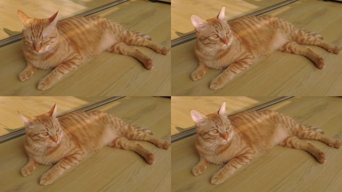 猫咪沐浴阳光 惬意 悠闲