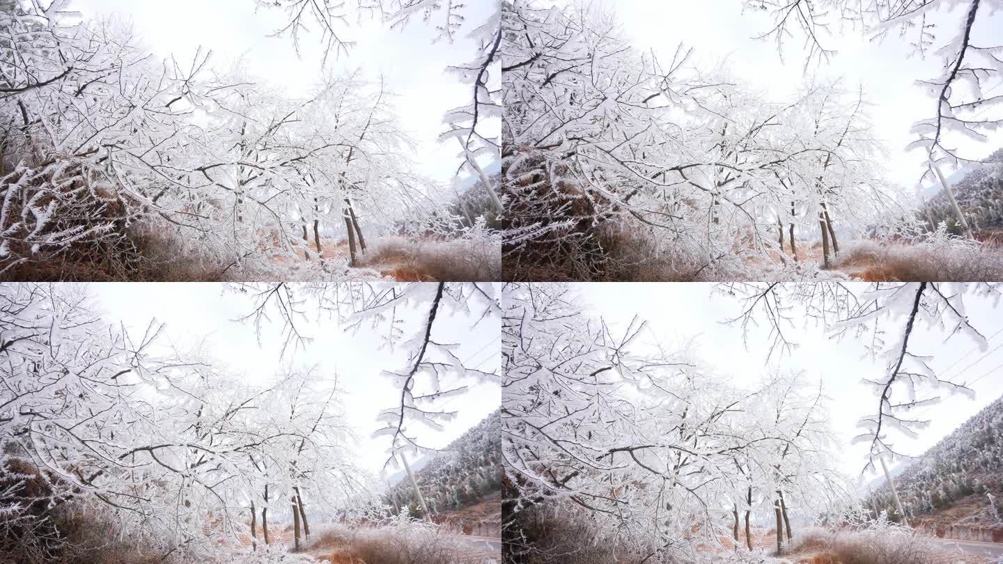 冰天雪地树木结冰
