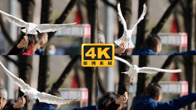 4K-游客喂食海鸥，海鸥觅食慢动作