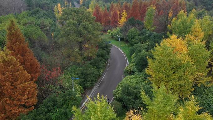 秋冬金黄色的公园  贵阳市观山湖区