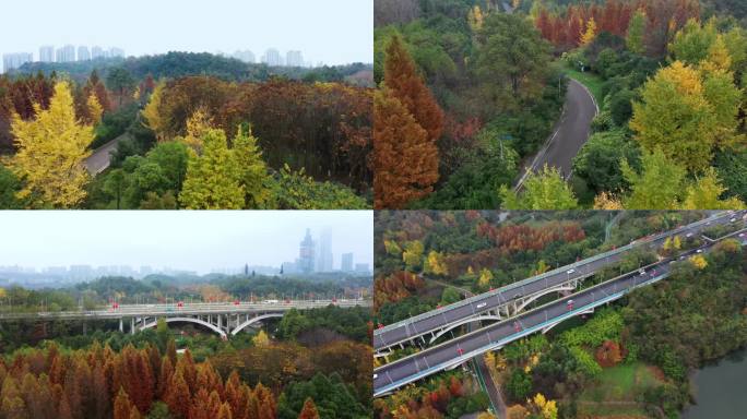 秋冬金黄色的公园  贵阳市观山湖区