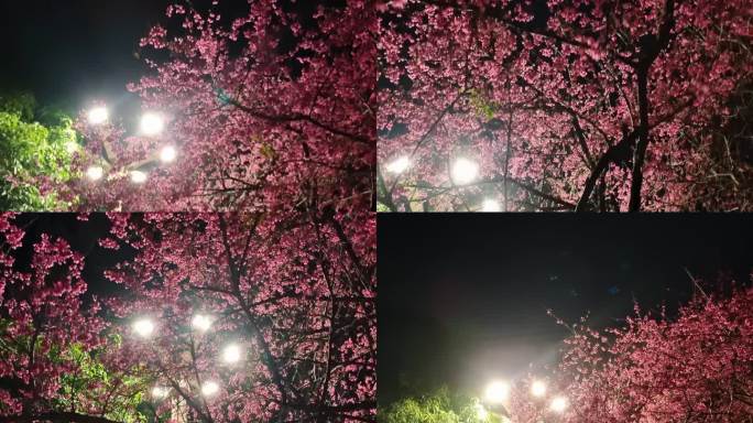 夜梅冬梅灯光影下的梅花樱桃花夜梅花灯光影