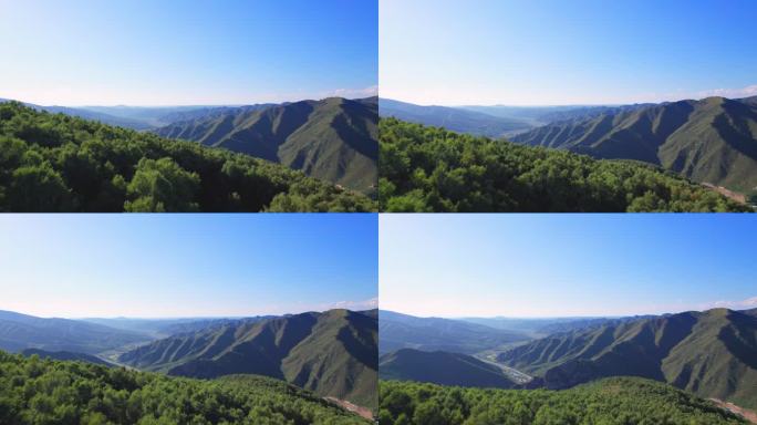 4K崇礼蓝天青山树林航拍山川松树