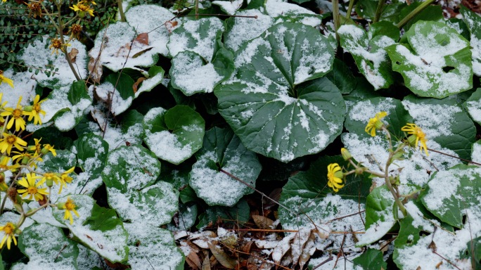 飘雪的苏州河四行仓库