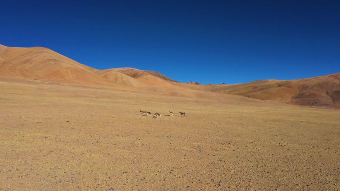 高原牧场 西藏生态 牛羊 高原贫困区