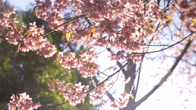 春暖花开万物复苏