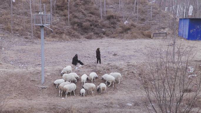 冬季乡村老人在草坡放羊绵羊羊群人文纪录