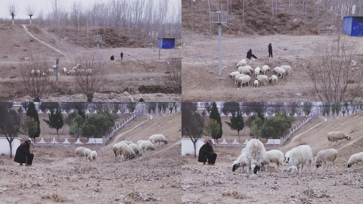 冬季乡村老人在草坡放羊绵羊羊群人文纪录
