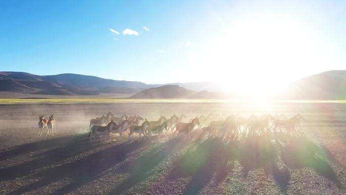 阿里地区 漫天黄土 黄土沙石西藏野生动物