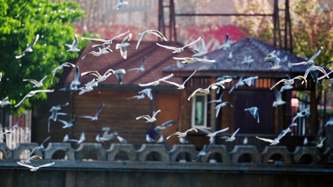 【4K】昆明盘龙江上的一群海鸥在飞翔