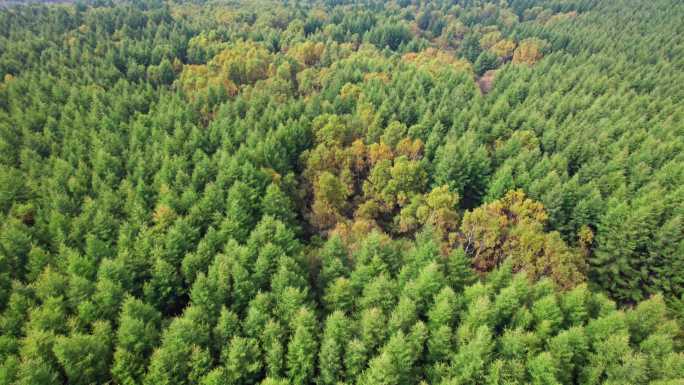 4K崇礼蓝天青山树林航拍山川松树