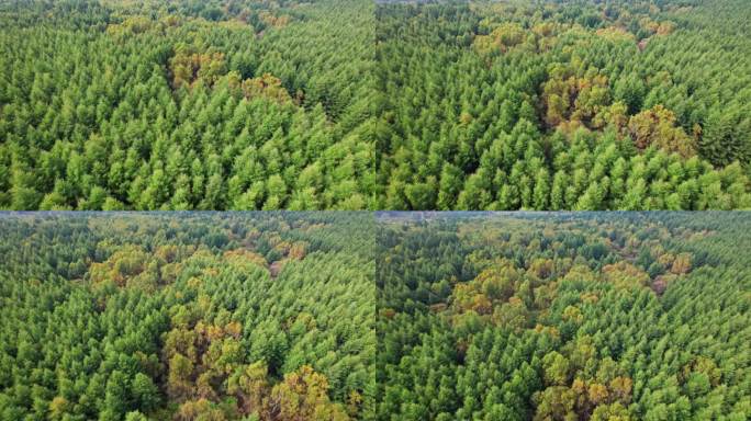 4K崇礼蓝天青山树林航拍山川松树