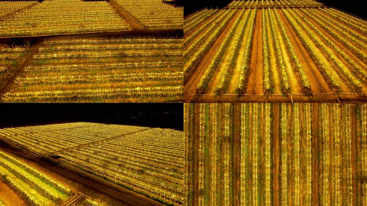 火龙果现代化灯光种植现代农业果农高科技