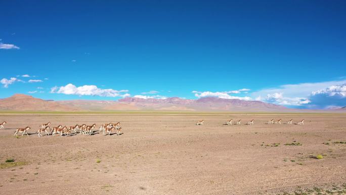 漫天黄土 黄土沙石 西藏野生动物