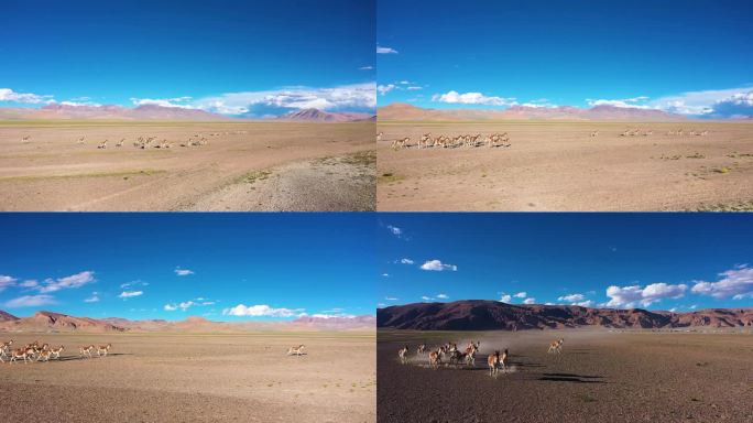 漫天黄土 黄土沙石 西藏野生动物