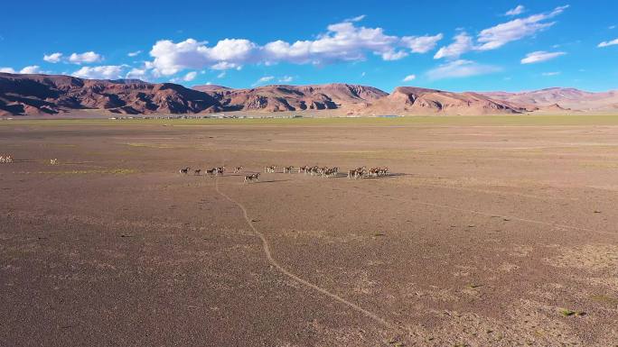黄土沙石 西藏野生动物 野驴 藏野驴