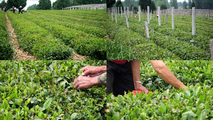 绿茶 采茶 春茶 茶叶