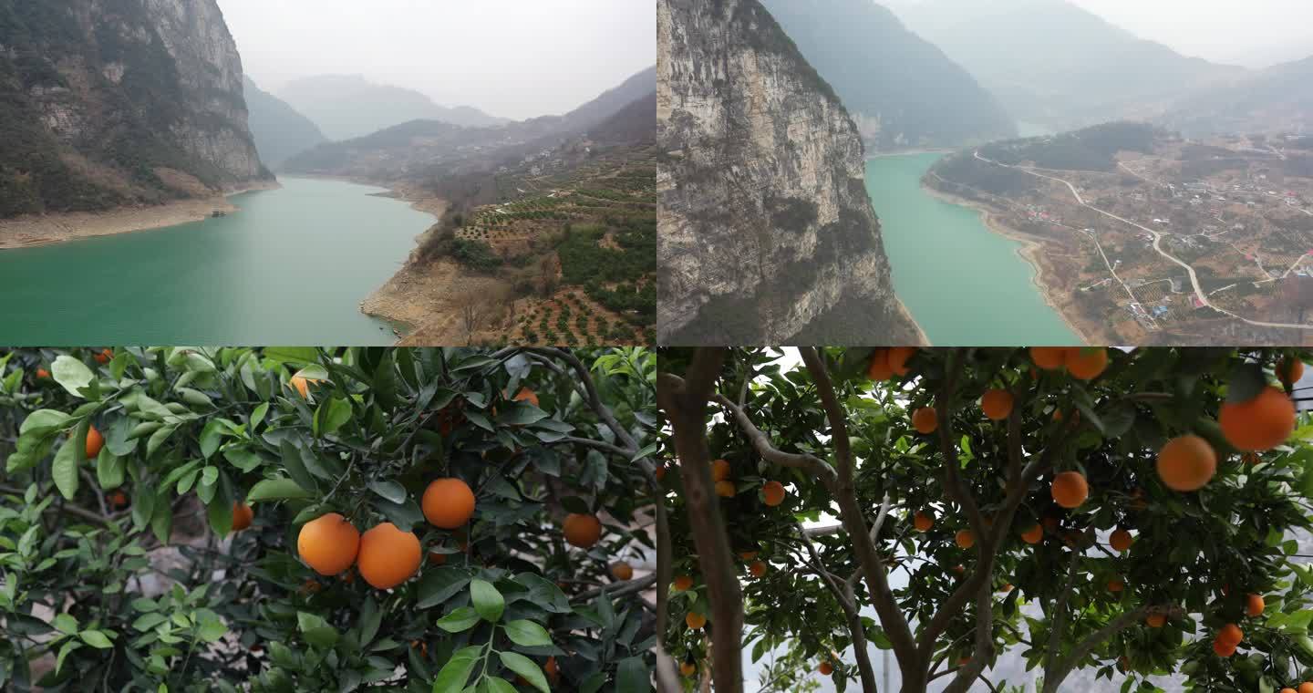 清江河谷地区橙子秭归脐橙峡江北纬30度