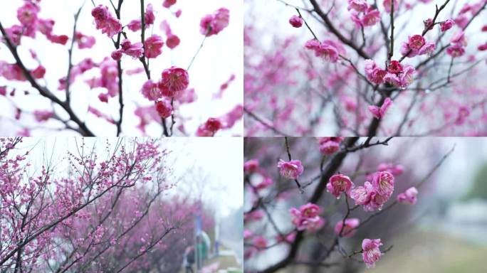 梅花 雨水