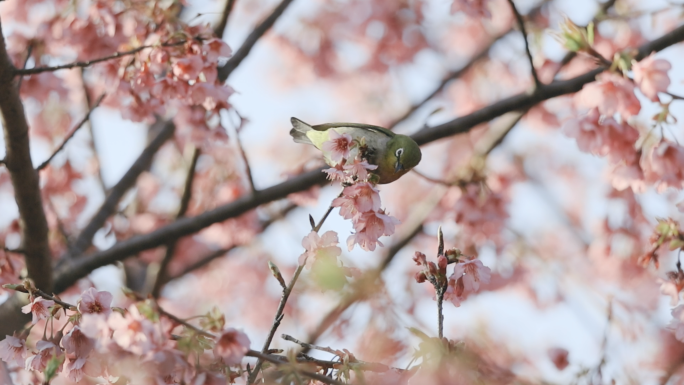 樱花树上一只绣眼鸟在采蜜