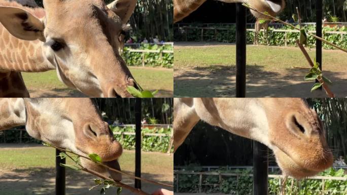 高清拍摄长隆野生动物世界长颈鹿进食